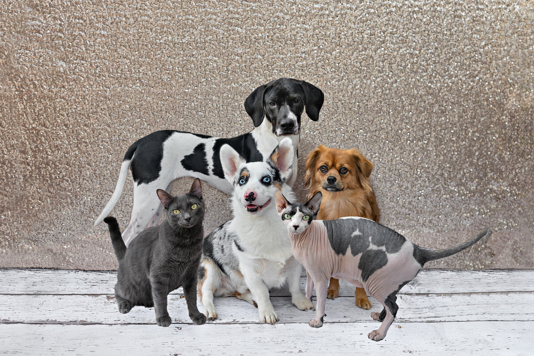 A color photo of pack of five domestic animals, two cats and three dogs. The pets are posing against a champagne colored sequin backdrop and sitting on a white wooden floor. They are all looking at the camera. The photo is by Laura Pea Photography, a Long Island pet photographer.